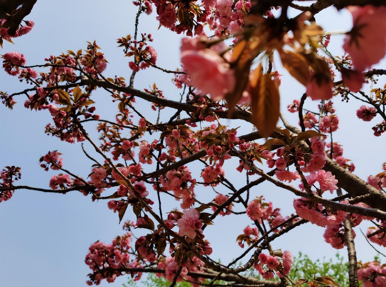 樱花树种植生长条件（樱花树的管理与栽培）