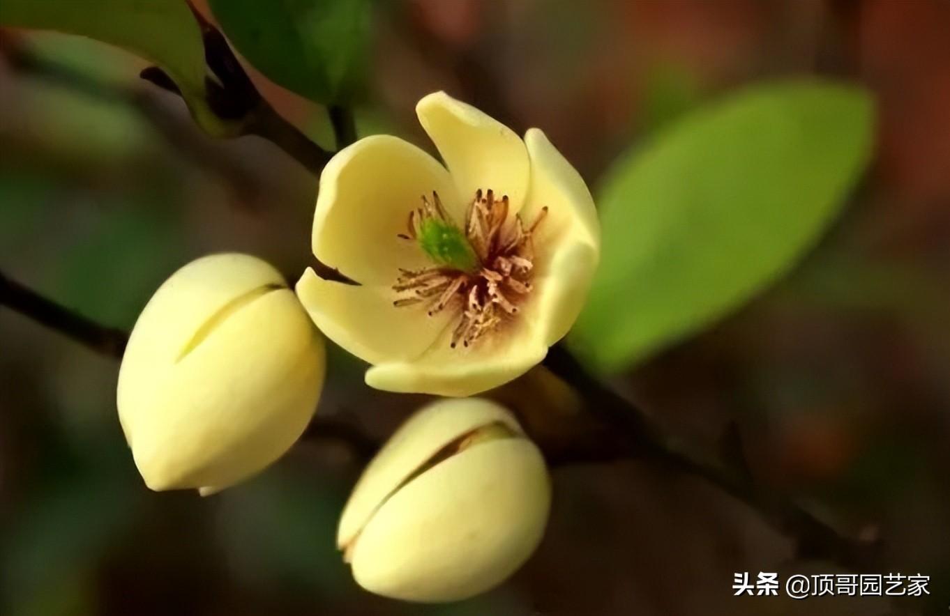 花灌木类植物有哪些（庭院最佳的花灌木推荐）