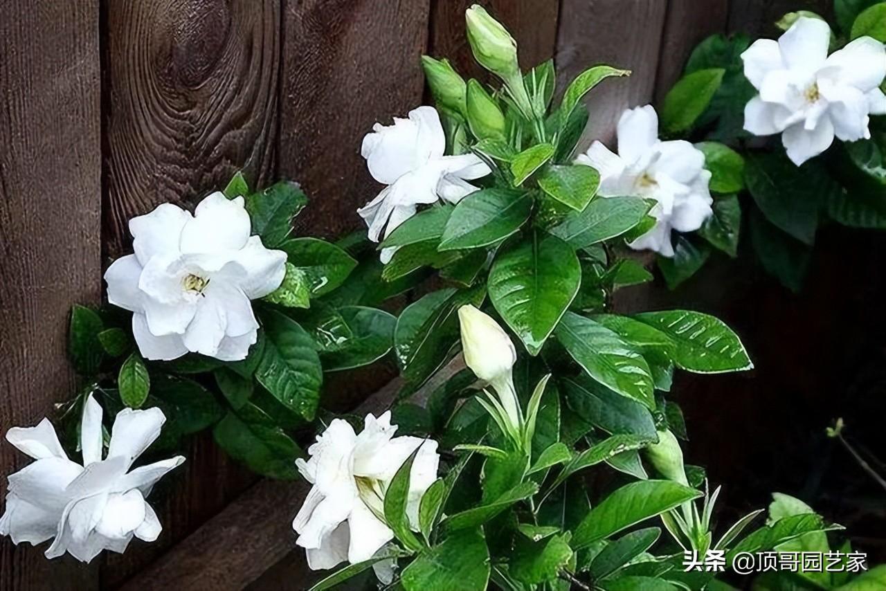 花灌木类植物有哪些（庭院最佳的花灌木推荐）