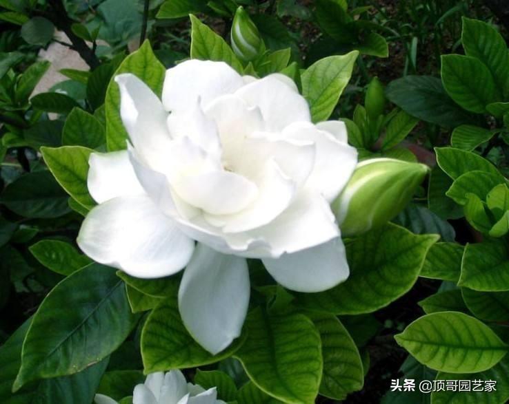 花灌木类植物有哪些（庭院最佳的花灌木推荐）