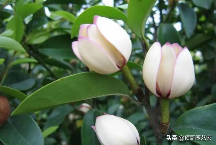 花灌木类植物有哪些（庭院最佳的花灌木推荐）