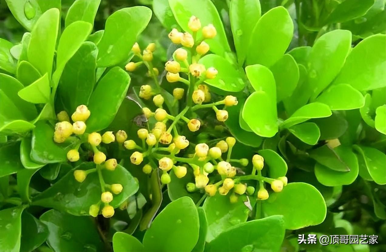花灌木类植物有哪些（庭院最佳的花灌木推荐）