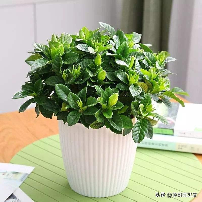 花灌木类植物有哪些（庭院最佳的花灌木推荐）