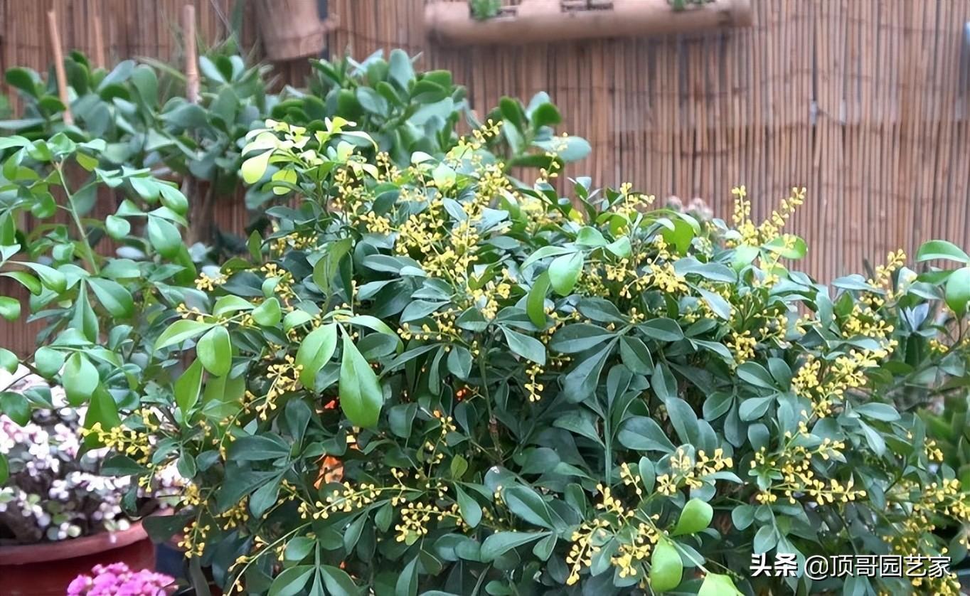 花灌木类植物有哪些（庭院最佳的花灌木推荐）