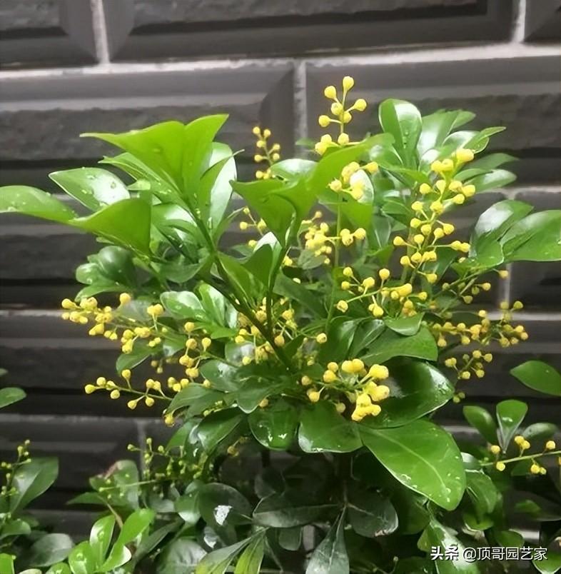花灌木类植物有哪些（庭院最佳的花灌木推荐）