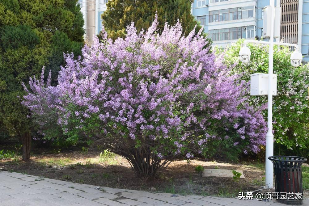 花灌木类植物有哪些（庭院最佳的花灌木推荐）