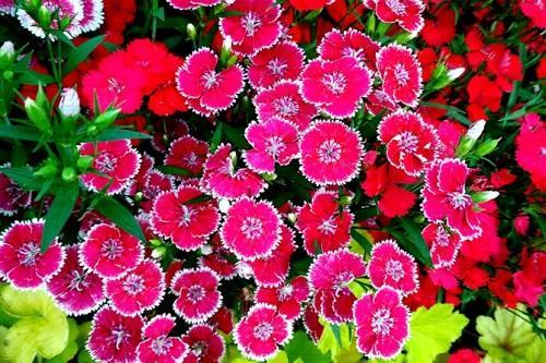 春天开放的花有什么（盘点春天八种最美的花）