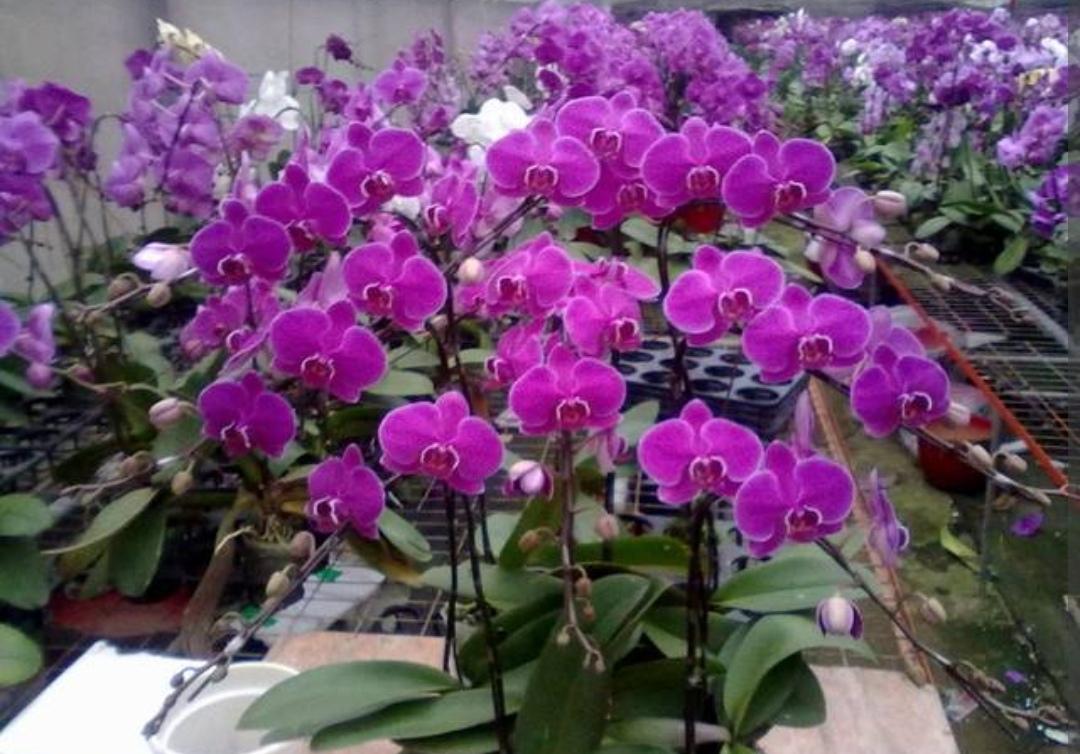 蝴蝶兰什么时候开花（有关蝴蝶兰花期简介）
