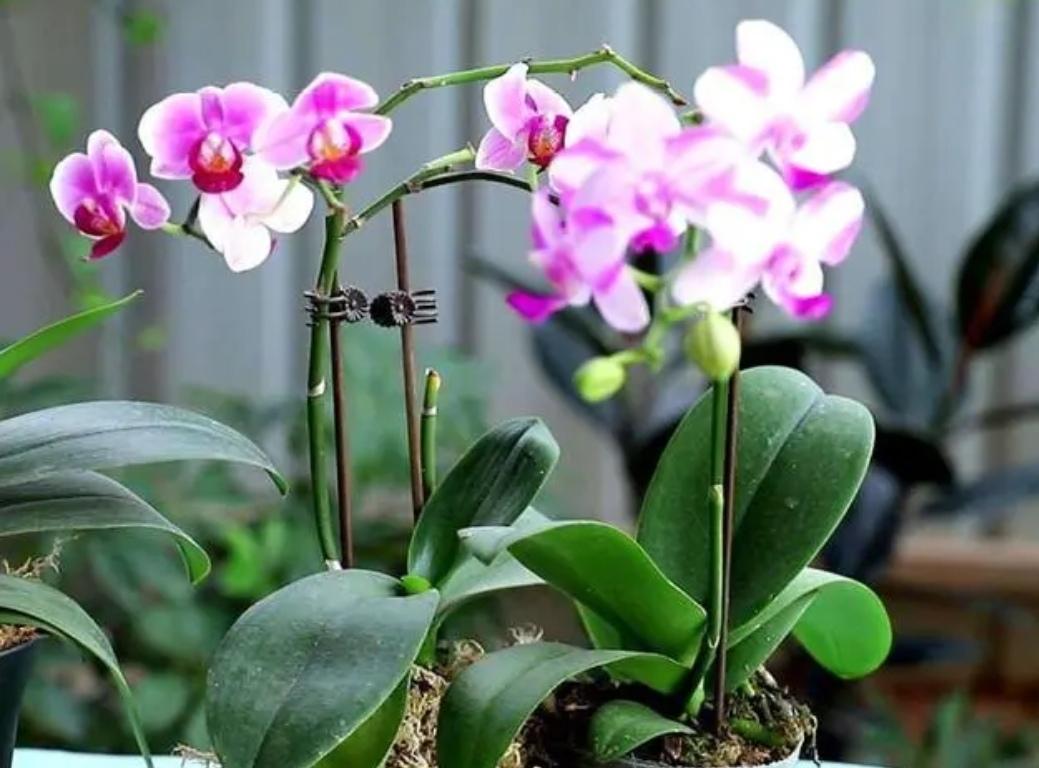 蝴蝶兰什么时候开花（有关蝴蝶兰花期简介）