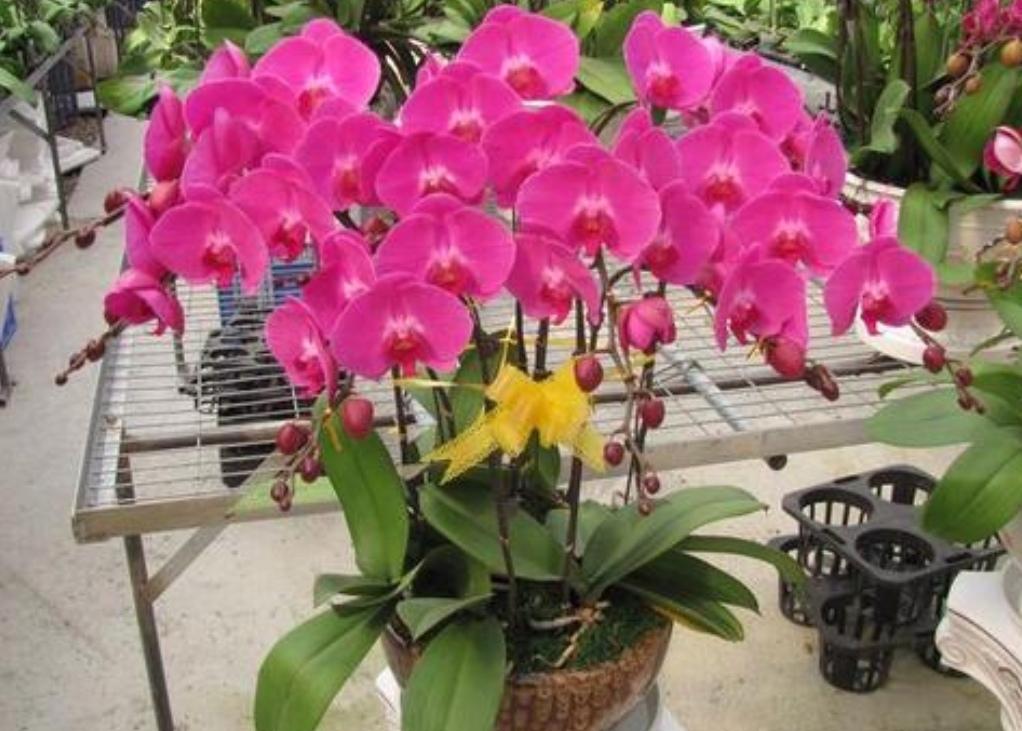 蝴蝶兰什么时候开花（有关蝴蝶兰花期简介）