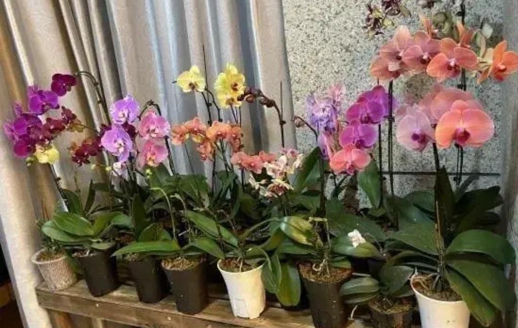 蝴蝶兰什么时候开花（有关蝴蝶兰花期简介）