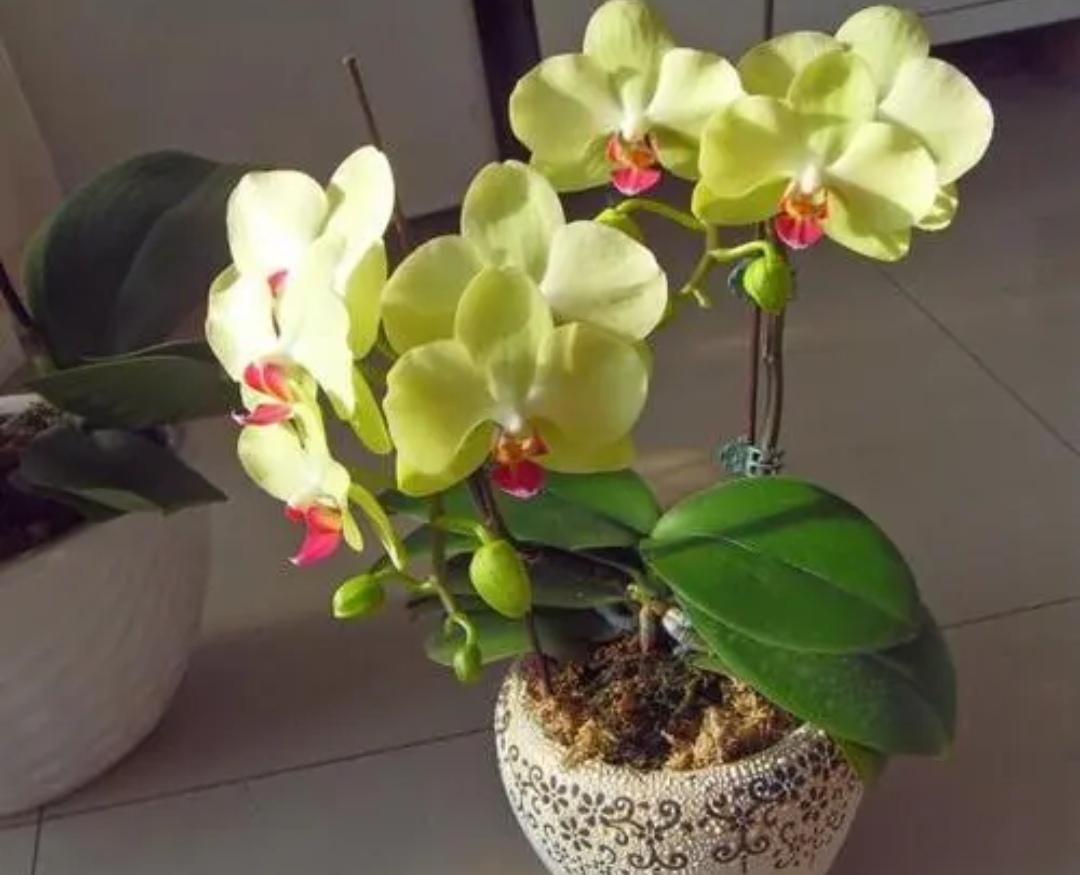 蝴蝶兰什么时候开花（有关蝴蝶兰花期简介）