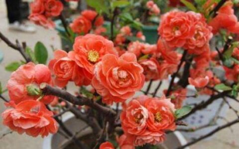 杜鹃花寓意是什么意思（杜鹃花的花语和象征）