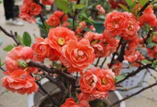 杜鹃花寓意是什么意思（杜鹃花的花语和象征）