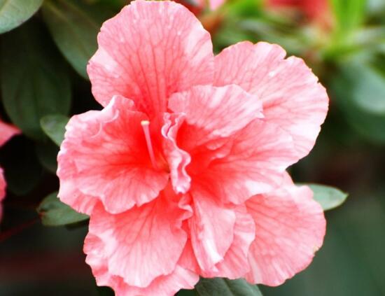 杜鹃花寓意是什么意思（杜鹃花的花语和象征）