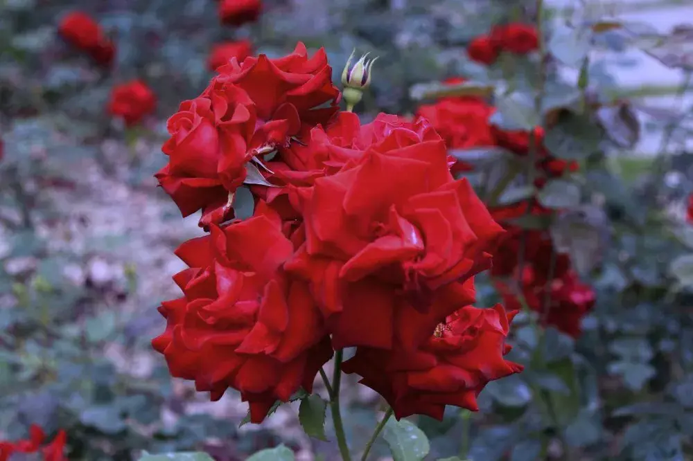 玫瑰花花语有什么意思（各种颜色玫瑰花语大全）