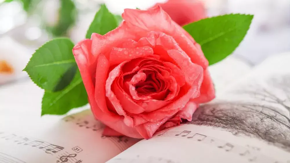 玫瑰花花语有什么意思（各种颜色玫瑰花语大全）