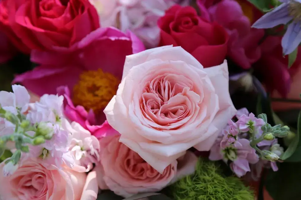 玫瑰花花语有什么意思（各种颜色玫瑰花语大全）