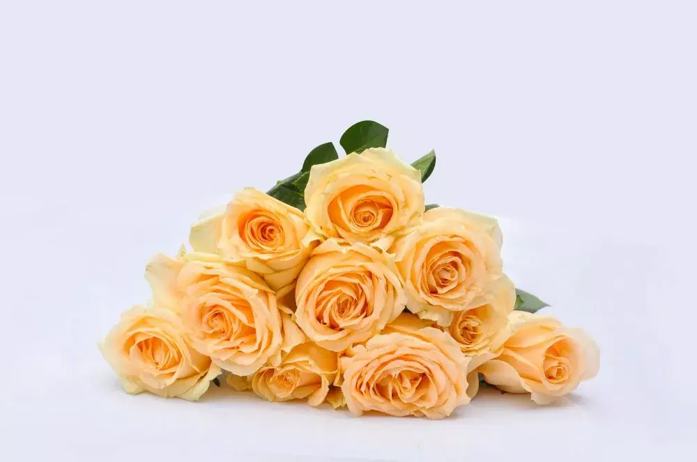 玫瑰花花语有什么意思（各种颜色玫瑰花语大全）