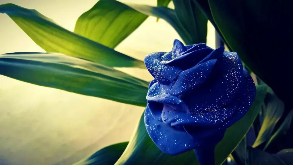 玫瑰花花语有什么意思（各种颜色玫瑰花语大全）