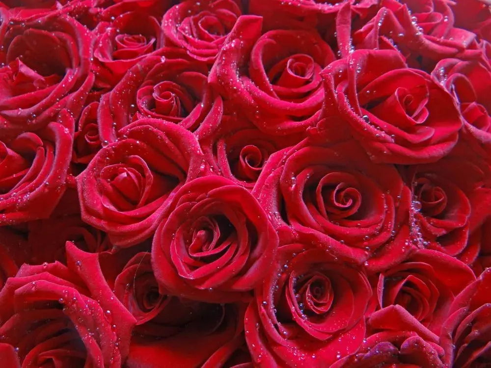 玫瑰花花语有什么意思（各种颜色玫瑰花语大全）