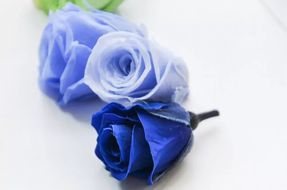 玫瑰花花语有什么意思（各种颜色玫瑰花语大全）
