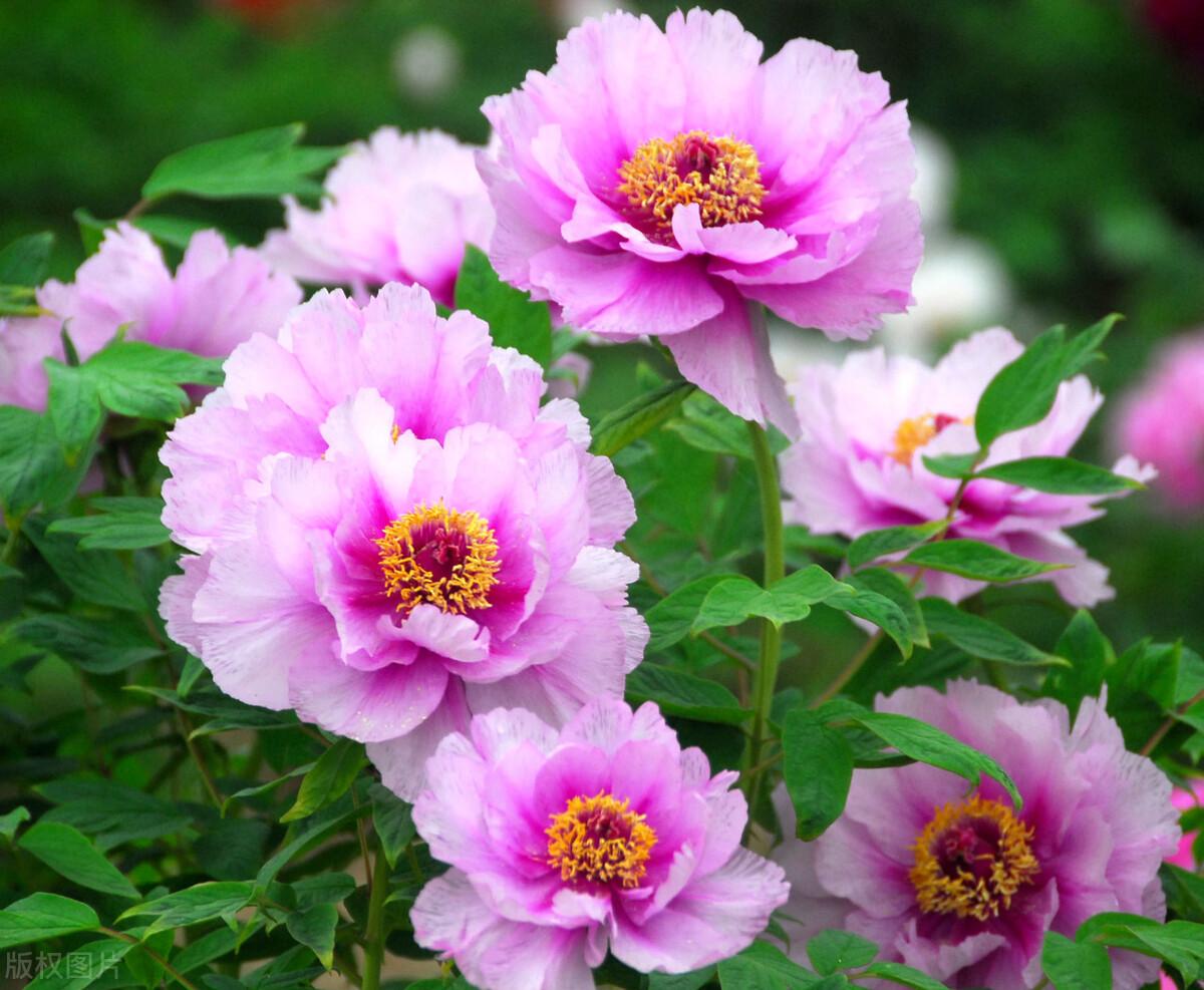 牡丹花什么时候开花（关于牡丹的养殖特点）