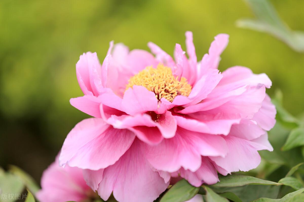 牡丹花什么时候开花（关于牡丹的养殖特点）