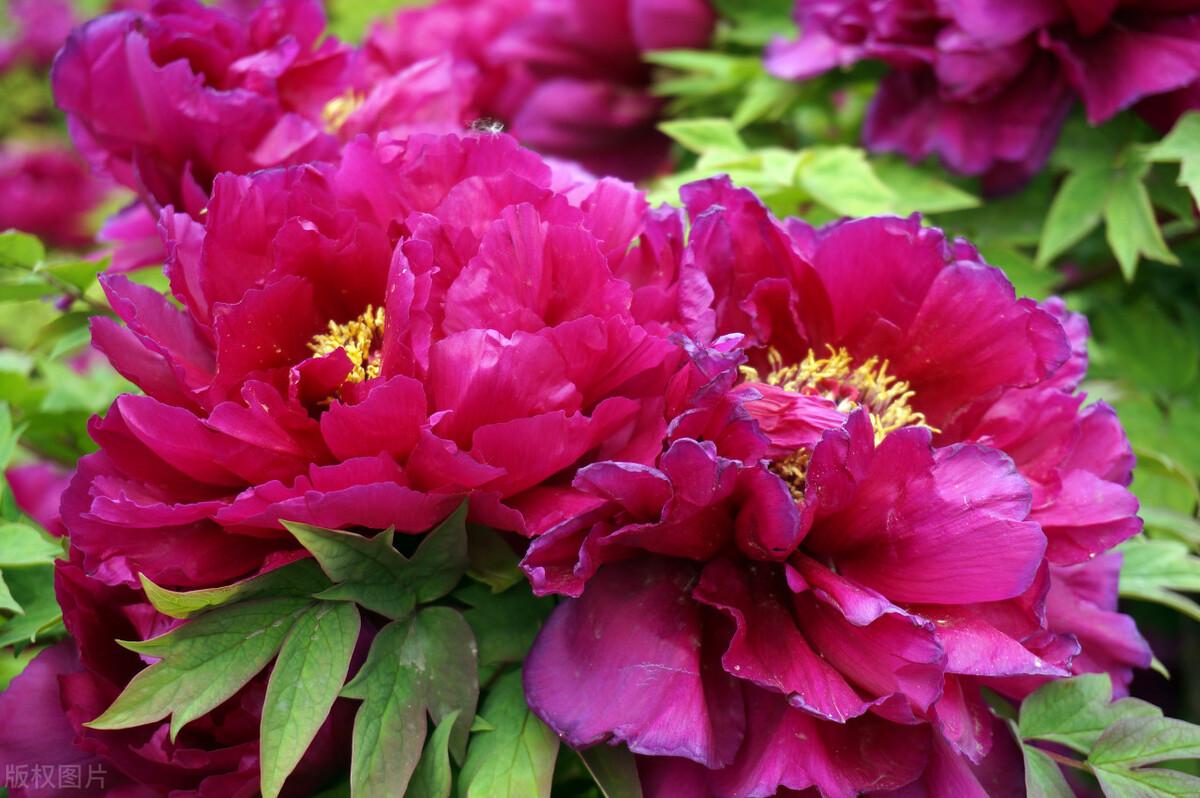牡丹花什么时候开花（关于牡丹的养殖特点）