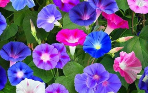 牵牛花是什么颜色（描述牵牛花的具体含义）