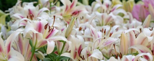 百合适合什么季节种植（有关百合花移栽最佳时间）
