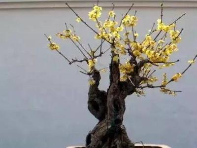 梅花怎么养殖方法（栽种梅花的注意事项）
