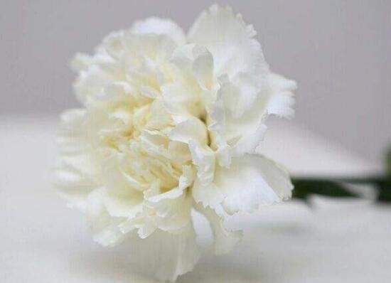 一朵康乃馨的花语是什么（有关康乃馨代表的含义）