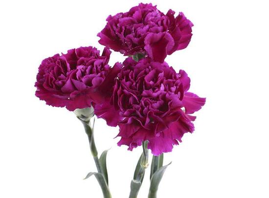 一朵康乃馨的花语是什么（有关康乃馨代表的含义）