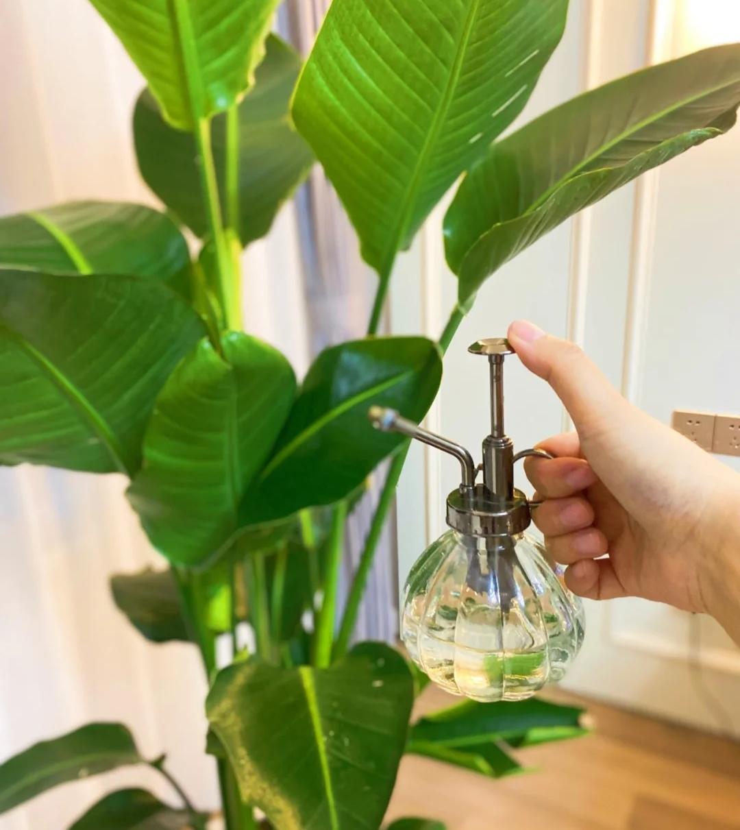 客厅适合养什么绿植（最好养的花卉大全）