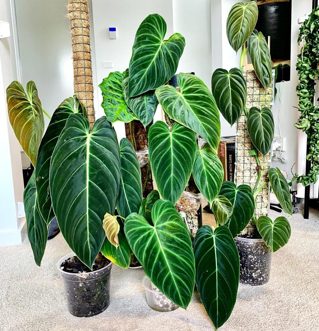 客厅适合养什么绿植（最好养的花卉大全）