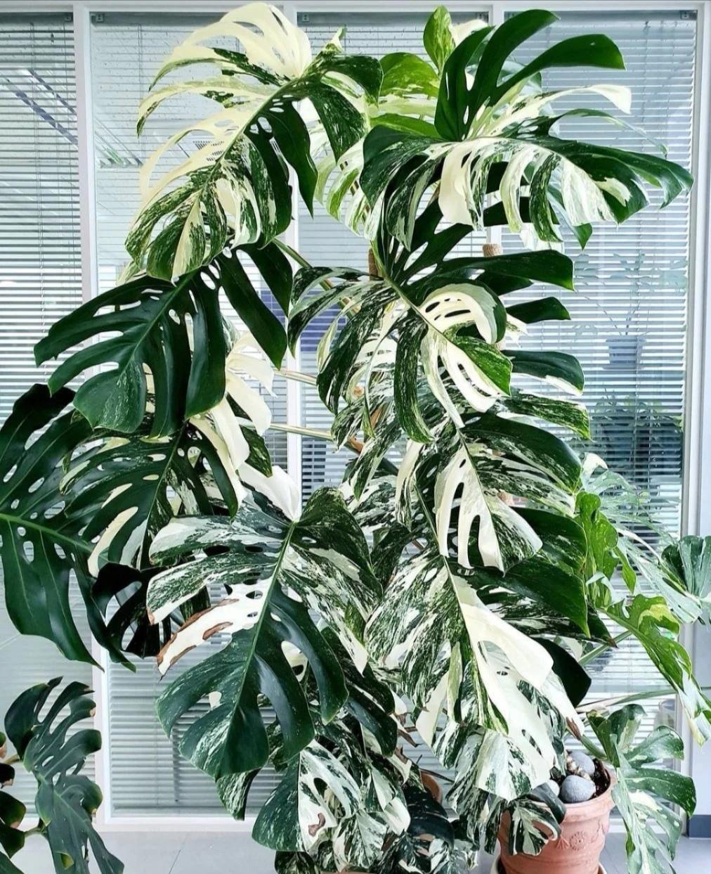 客厅适合养什么绿植（最好养的花卉大全）