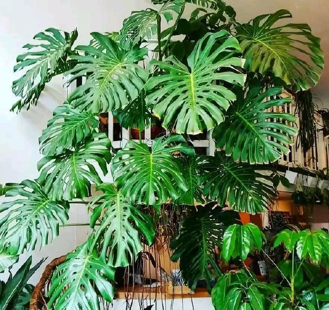 客厅适合养什么绿植（最好养的花卉大全）