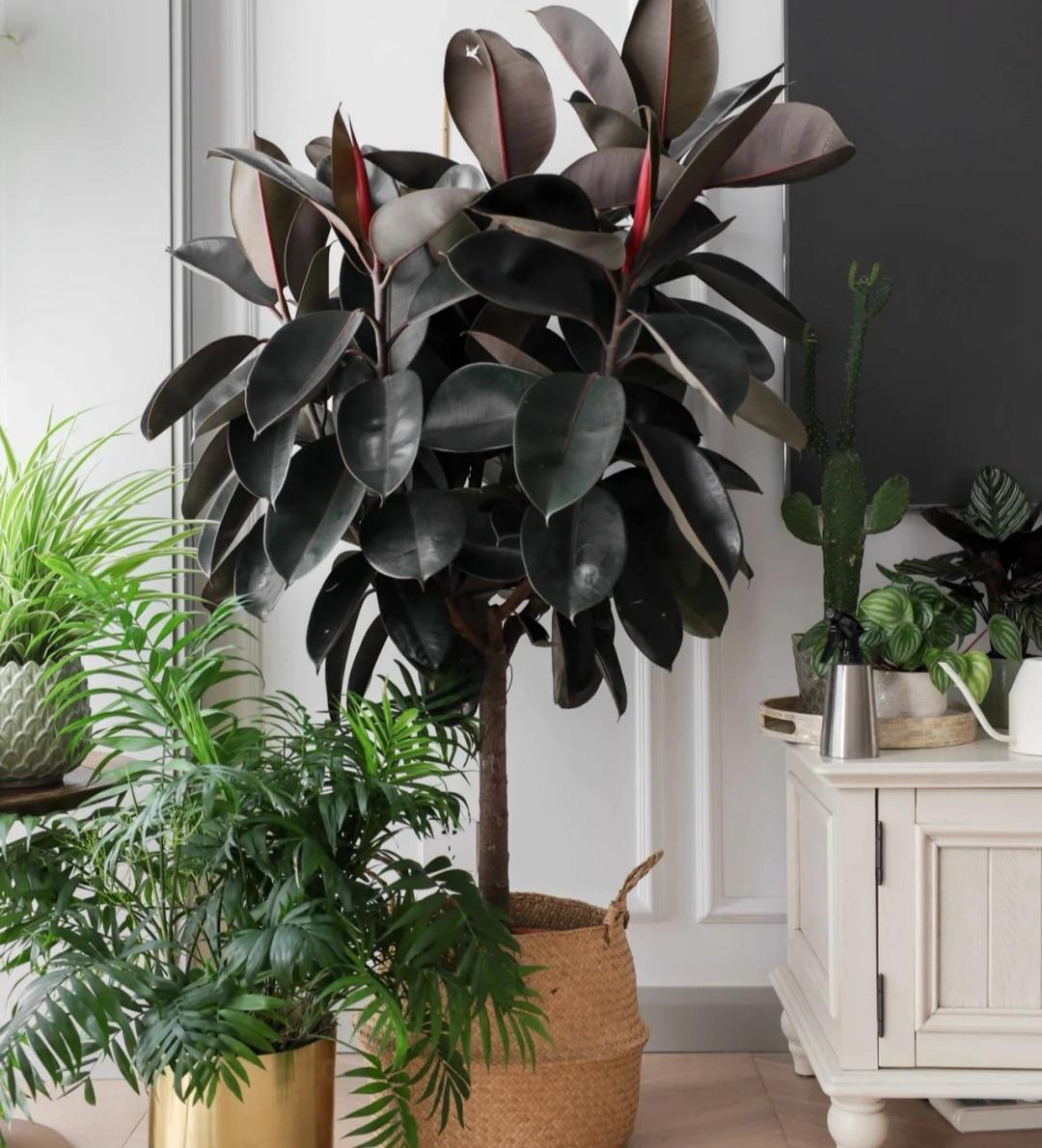 客厅适合养什么绿植（最好养的花卉大全）