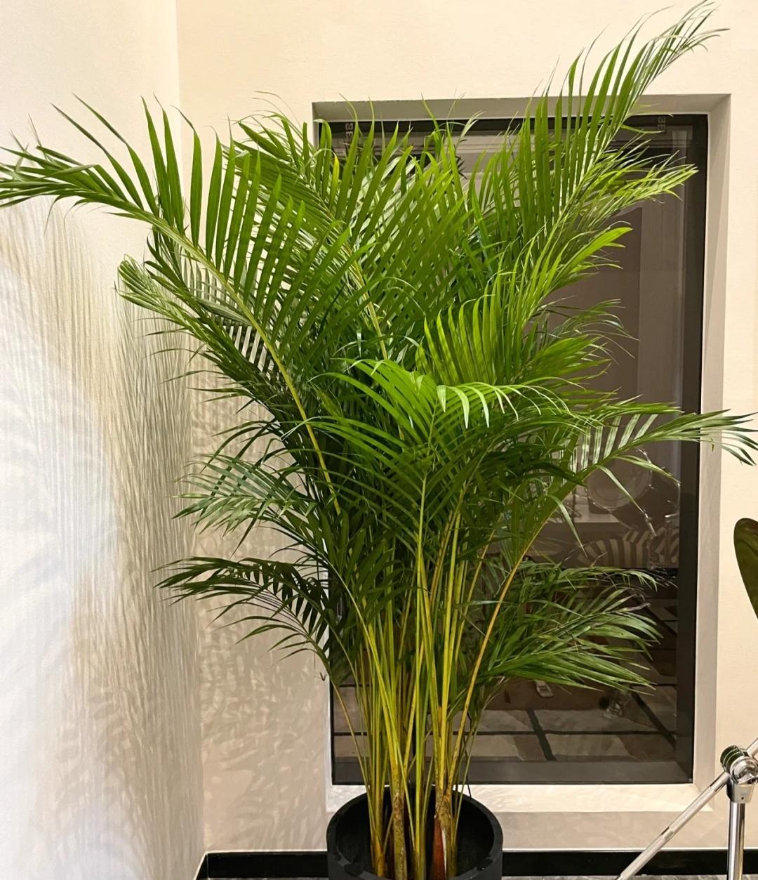 客厅适合养什么绿植（最好养的花卉大全）