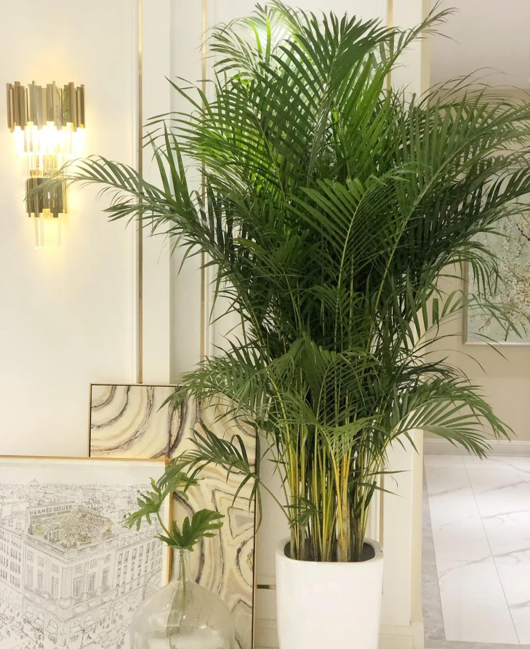 客厅适合养什么绿植（最好养的花卉大全）