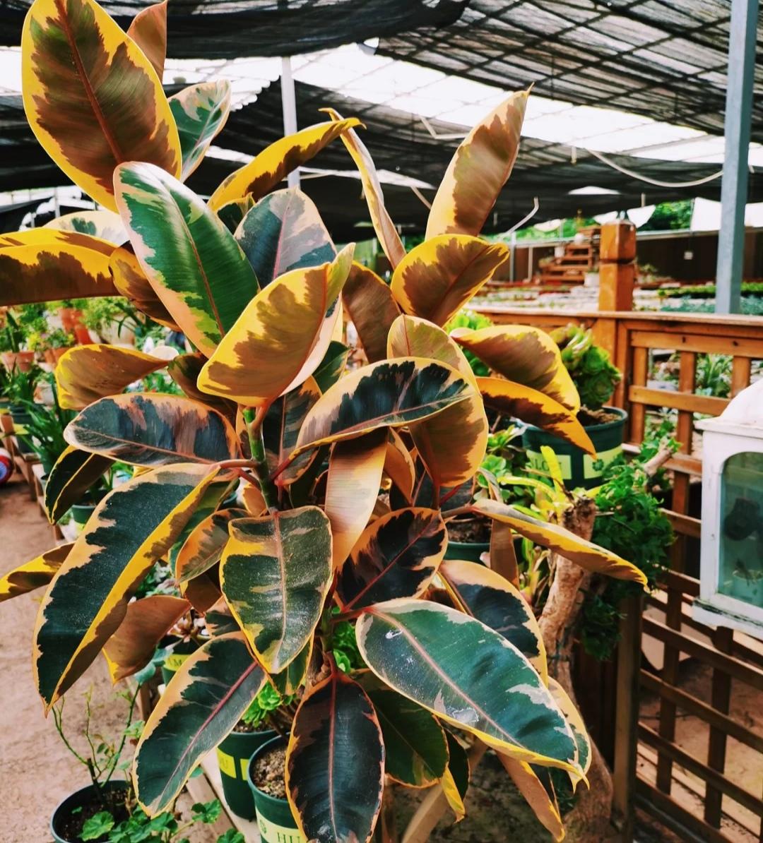 客厅适合养什么绿植（最好养的花卉大全）