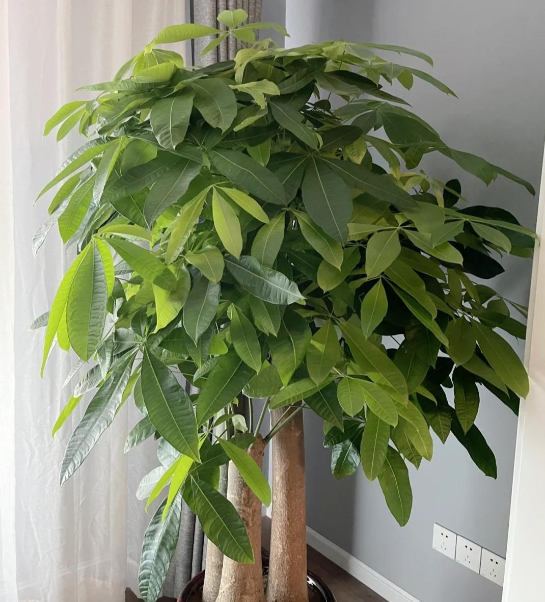 客厅适合养什么绿植（最好养的花卉大全）