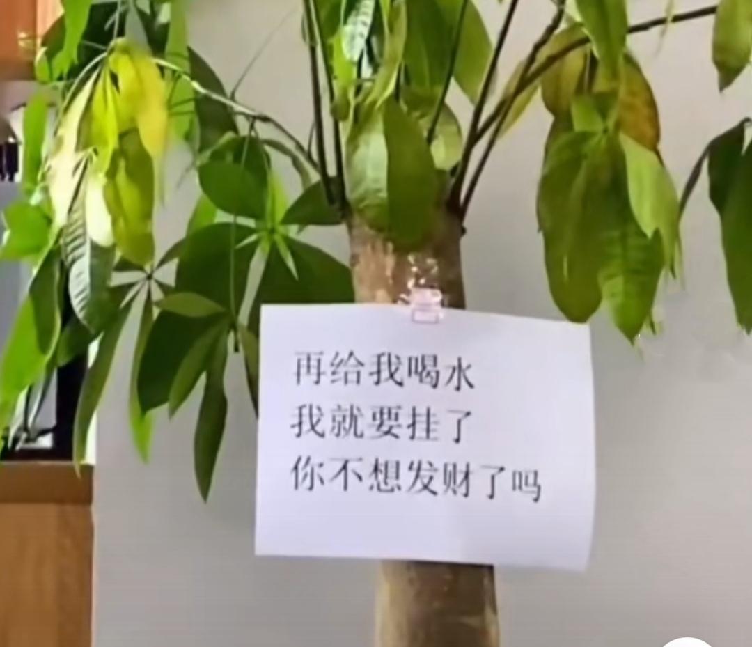 客厅适合养什么绿植（最好养的花卉大全）