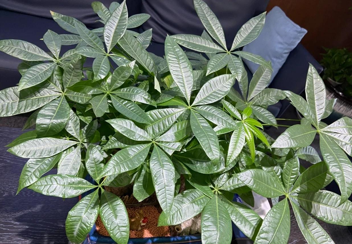 客厅适合养什么绿植（最好养的花卉大全）