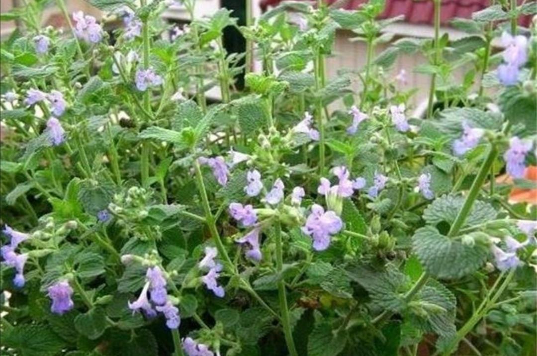 夏季驱蚊植物有哪些品种（效果最好的驱蚊绿植）