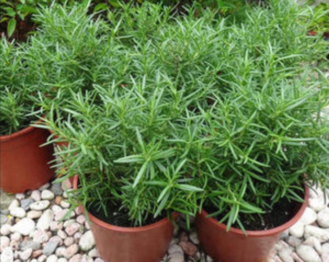 夏季驱蚊植物有哪些品种（效果最好的驱蚊绿植）