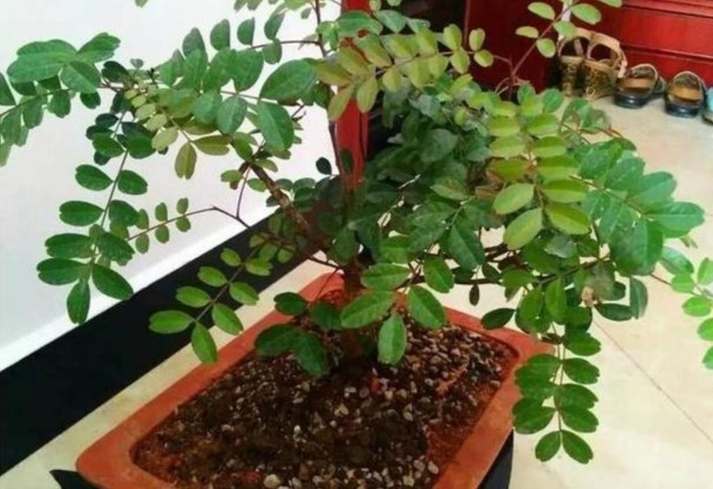 夏季驱蚊植物有哪些品种（效果最好的驱蚊绿植）