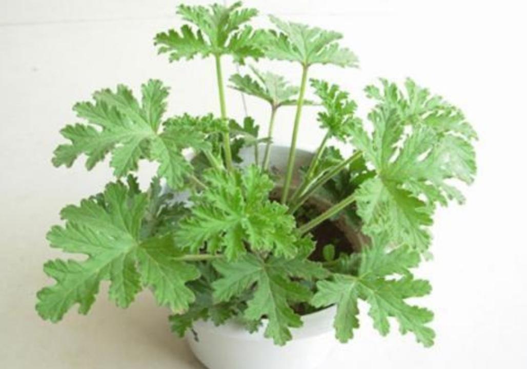 夏季驱蚊植物有哪些品种（效果最好的驱蚊绿植）