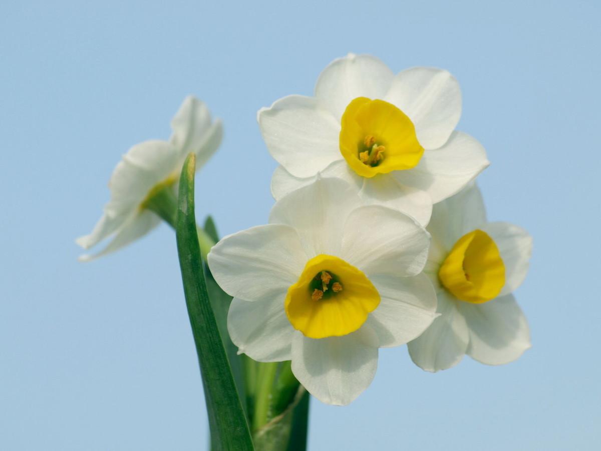 水仙花要养多久才会开花（让水仙花快速开花窍门）
